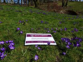 Brampton & Longtown Rotary crocus planting  to support the project to eradicate polio.